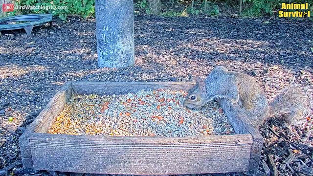 Eagles captures a Goat Raptors and Eagle Attacks Amazing Eagles vs Monkey, Fox and Snake
