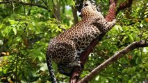 Dire! Leopard Break Into Village To Catch Poor Dog - Brutal Attack Between Leopard And Dogs