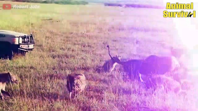 Poor Baby Elephant Was Brutally Attacked By Pack Of Wild Dogs And Hyenas Wildlife Documentary