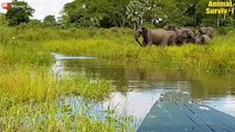 Incredible ! Mother Elephant Risked Life To Attack Ferocious Crocodile To Save Newborn Baby Elephant