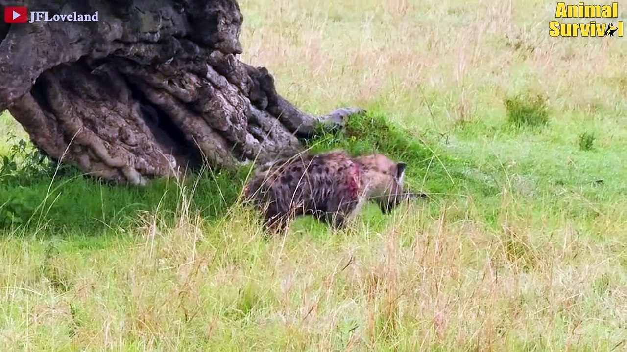 Look What Happens When The Stupid Hyena Hunts The Wrong Prey And Gets Injured   Animal Fights