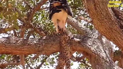 Mother Leopard Suffering Crazy Attacks Eagles Avenging Her Children   Animal Fights