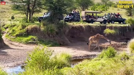 OMG! Mother Giraffe Easily Defeats Fierce Hungry Lions With Many Powerful Kicks To Rescue Her Baby