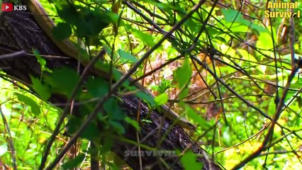Thrilling! Eagles Fight With Venomous Snakes To Protect The Eggs And A Worthy Ending For Thieves