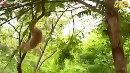 Tiger Messed With The Wrong Opponent - Tiger Powerless Before the Wisdom of Monkey