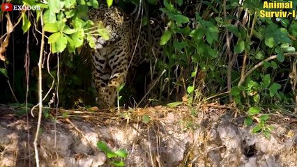 This Is Crazy! Leopard Risked His Life To Kill Crocodile In The Territory Of Fierce Crocodiles