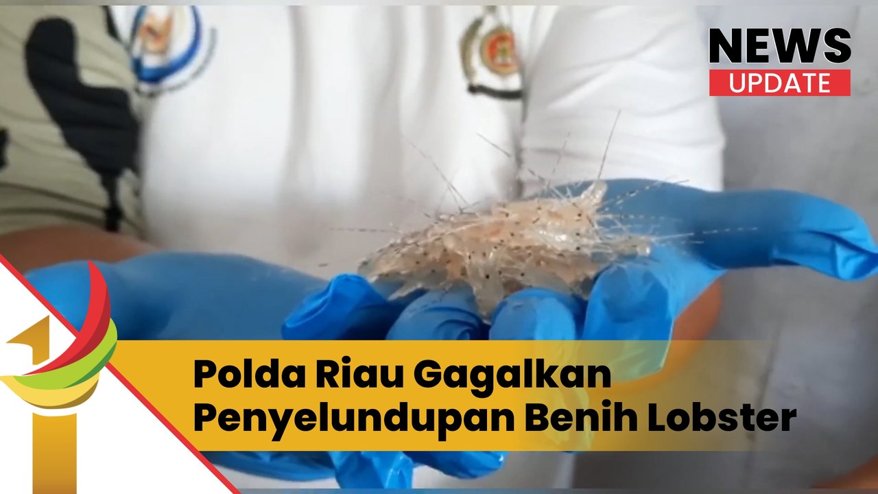 Polda Riau Gagalkan Penyelundupan Benih Lobster Ke Vietnam Senilai Rp 61,2 Miliar