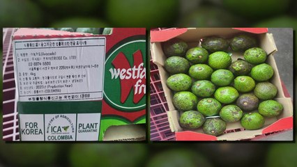 식약처, 잔류농약 초과검출 콜롬비아산 아보카도 회수 조치 / YTN