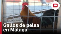 Desmantelan en Málaga un criadero ilegal de gallos destinados a peleas