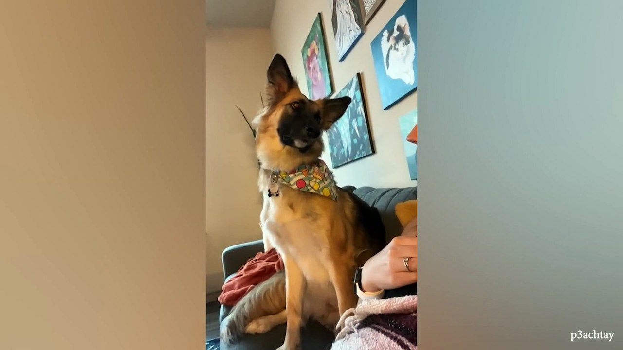 Funny Dogs Video To Start The Week Off Pawfectly