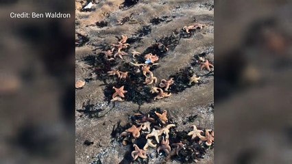 Starfish wash up on Kent beach