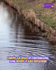 The Ultimate Football Buddy: Watch This Stag Play Like a Pro