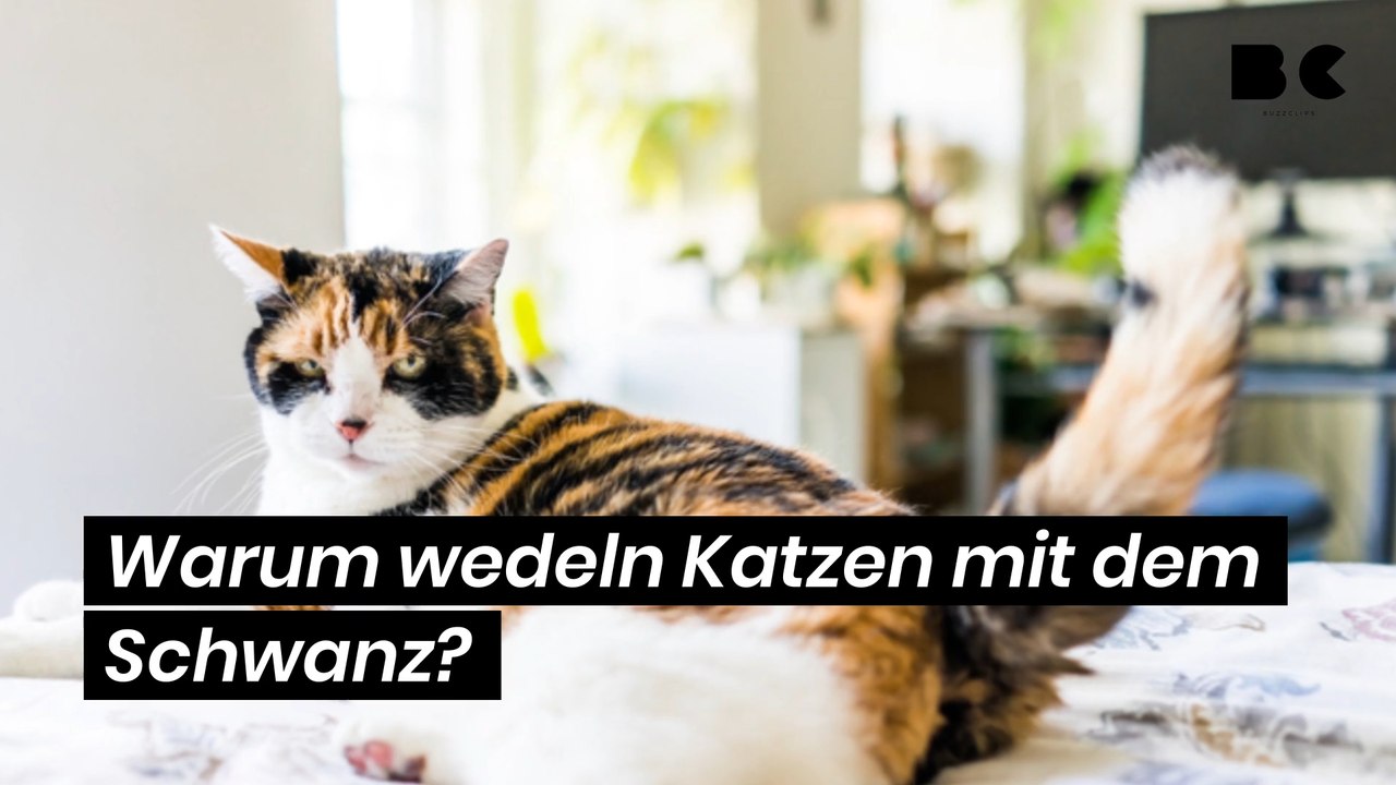 Warum wedeln Katzen mit dem Schwanz?