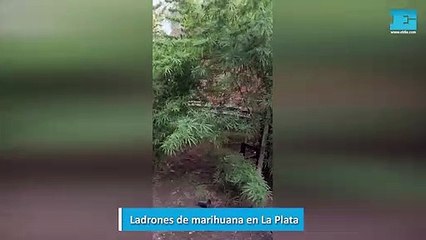 Ladrones de marihuana en La Plata