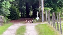 Baby Goats Race Down Dirt Road