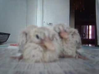 bebe tourterelles