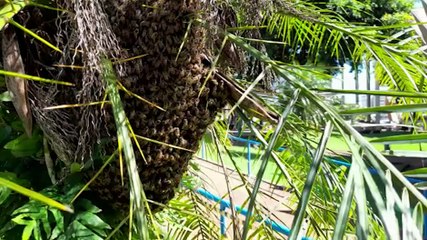 Defesa Civil é mobilizada para remover enxame de abelhas no jardim da Catedral 