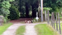 Baby Goats Race Down Dirt Road