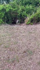 Man Treats Furry Friends to a Cookie Feast