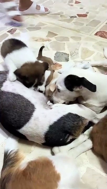 Dog Gets Excited Sucking on Another Dog - video Dailymotion