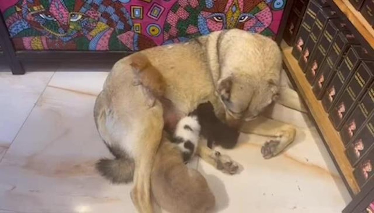 Mardin'de Sokağa Atılmış 3 Yavru Kediye Bir Köpek Annelik Yapıyor