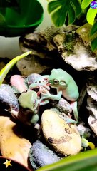 Two frogs fought with each other