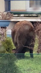 Wild Pigs Make Themselves at Home