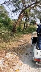 Des touristes se font charger par une maman rhinocéros