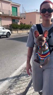 Woman Wears Her Frenchie Puppy for Walk
