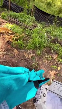 Baby Raccoons Saved When Tree Gets Cut Down