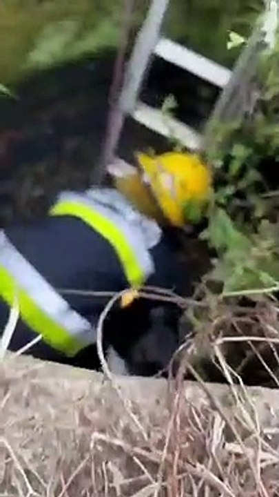 resgate cão serafim