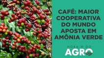 Maior cooperativa de café do mundo aposta em amônia verde; entenda! | HORA H DO AGRO