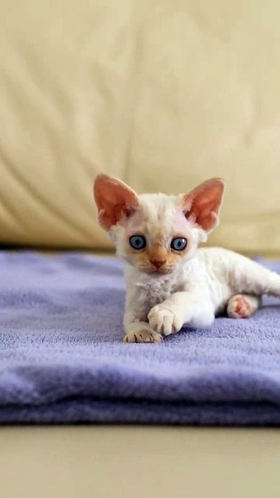 Cute Baby Cat ❤️