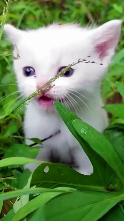 Cute Kitten Says Papa Mama  #cats #kittens