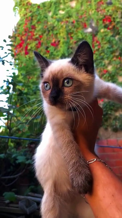 Cute Pets & animals ♥️