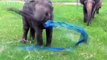 Baby Elephants are so funny you will die laughing - Funny Elephants compilation