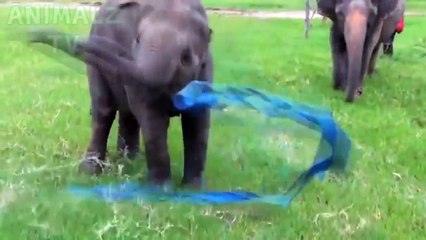 Baby Elephants are so funny you will die laughing - Funny Elephants compilation