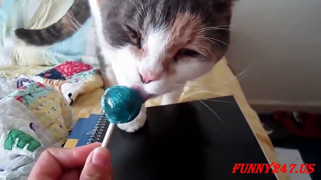 Cute Cats eating Lollipops ★ Funny animals Funny Chanel