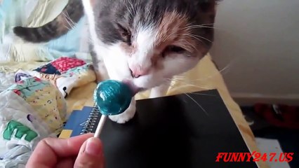 Cute Cats eating Lollipops ★ Funny animals Funny Chanel