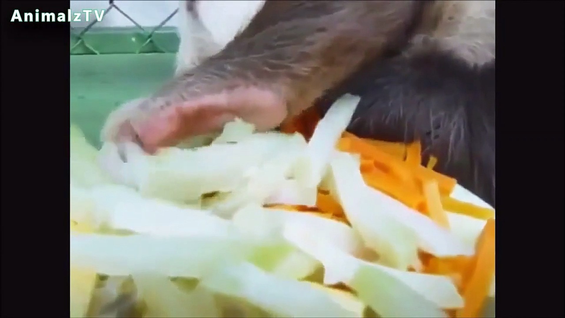 Funny Animals, Cute animals, pretty animals