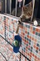 Funny animals moment of the year 2022. Fun  comedy  . Funny cat  funny cat  funny animals moment
