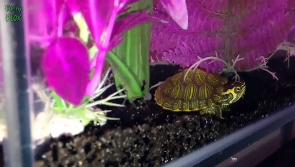 Funny Animals Dancing Compilation