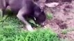 Funniest And Cutest Dogs And Cats  Funny Pet Animals' Life Animals Videos Funny Animals Fun More