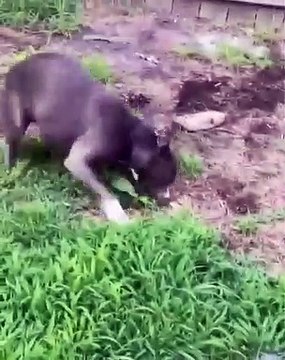 Funniest And Cutest Dogs And Cats Funny Pet Animals' Life Animals Videos Funny Animals Fun More