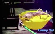 Funny Videos  Funny dogs - Funny animal videos - Funny prank videos - Funny fail compilation 2015 (2)