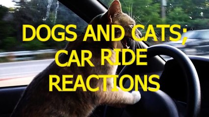 Cats and dogs on their first car ride   Cute and funny animal compilation 2