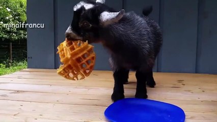Baby Goats - Funny And Cute Baby Goats Compilation BEST OF