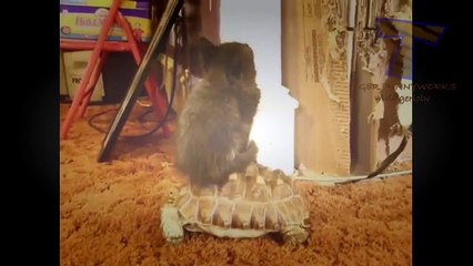 Funny animals riding turtles - Animal compilation