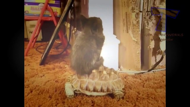 Funny animals riding turtles - Animal compilation