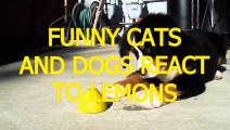 Funny cats and dogs react to lemons - Funny animal compilation